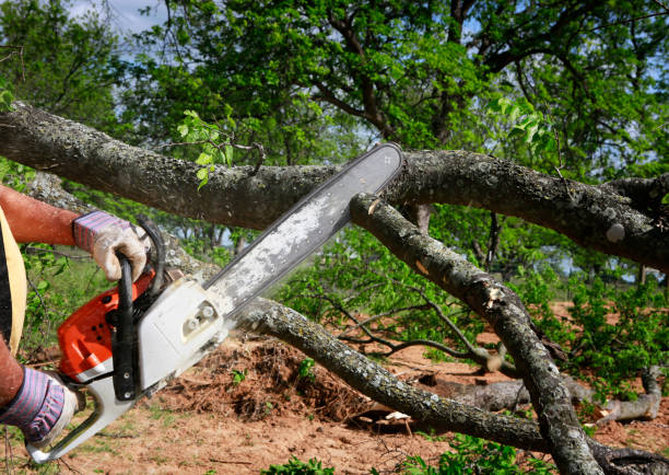 Best Hazardous Tree Removal  in Cleveland, TN